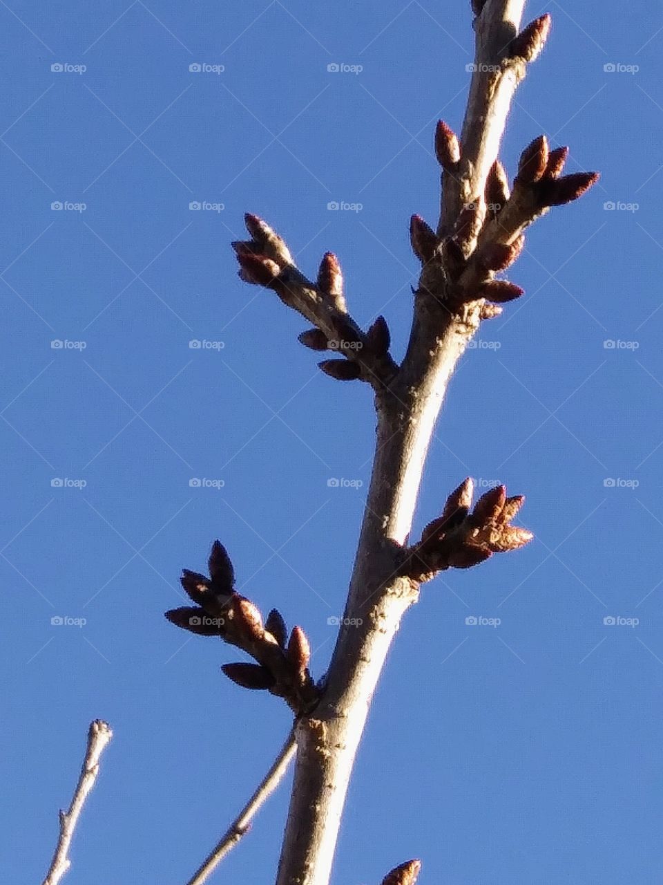 branch ready for spring