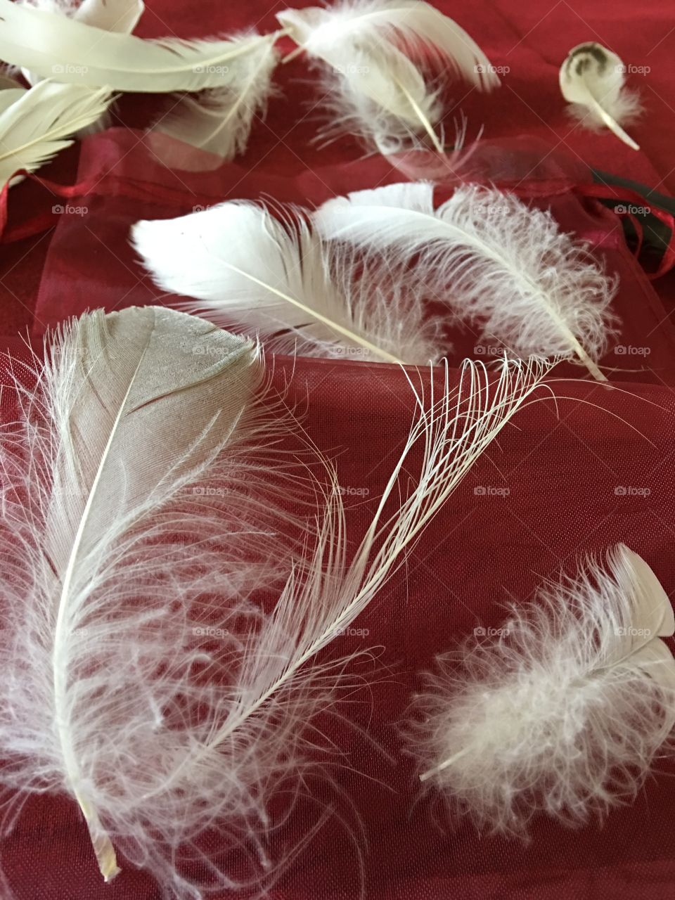 Feathers on red background 