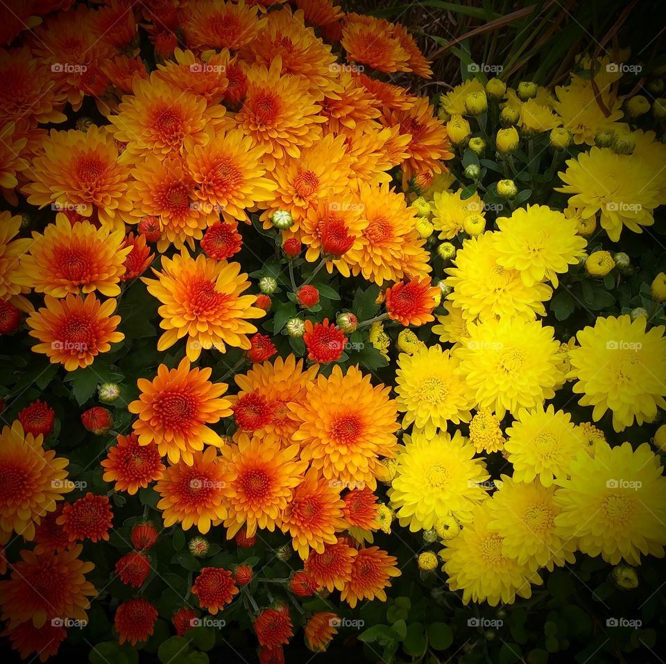 First sign of Spring in my community