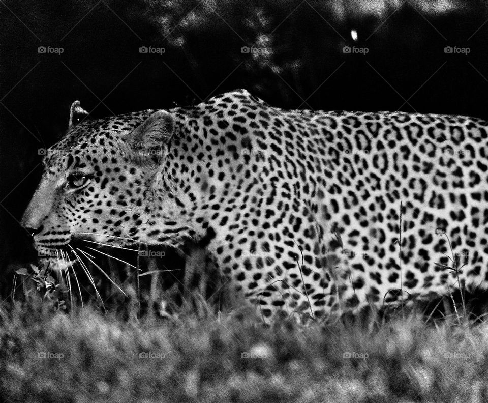 leopard stalking. captured in motion with 35mm film camera (Canon with lens)