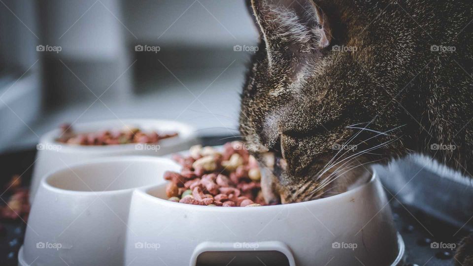 Eating Cat