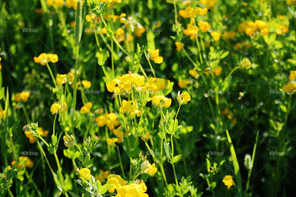 Flowers in the field