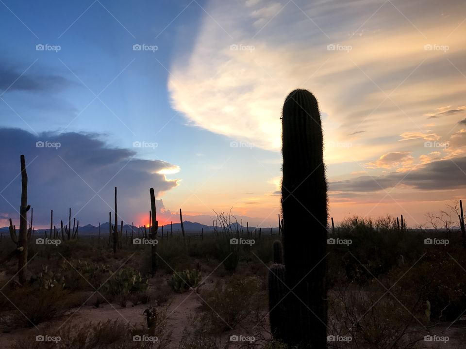 Desert Sunset Landscape 