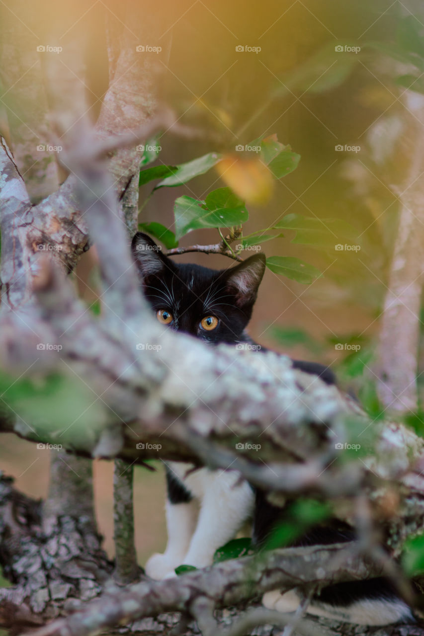 Black and White Kitten Peeking Through a Tree