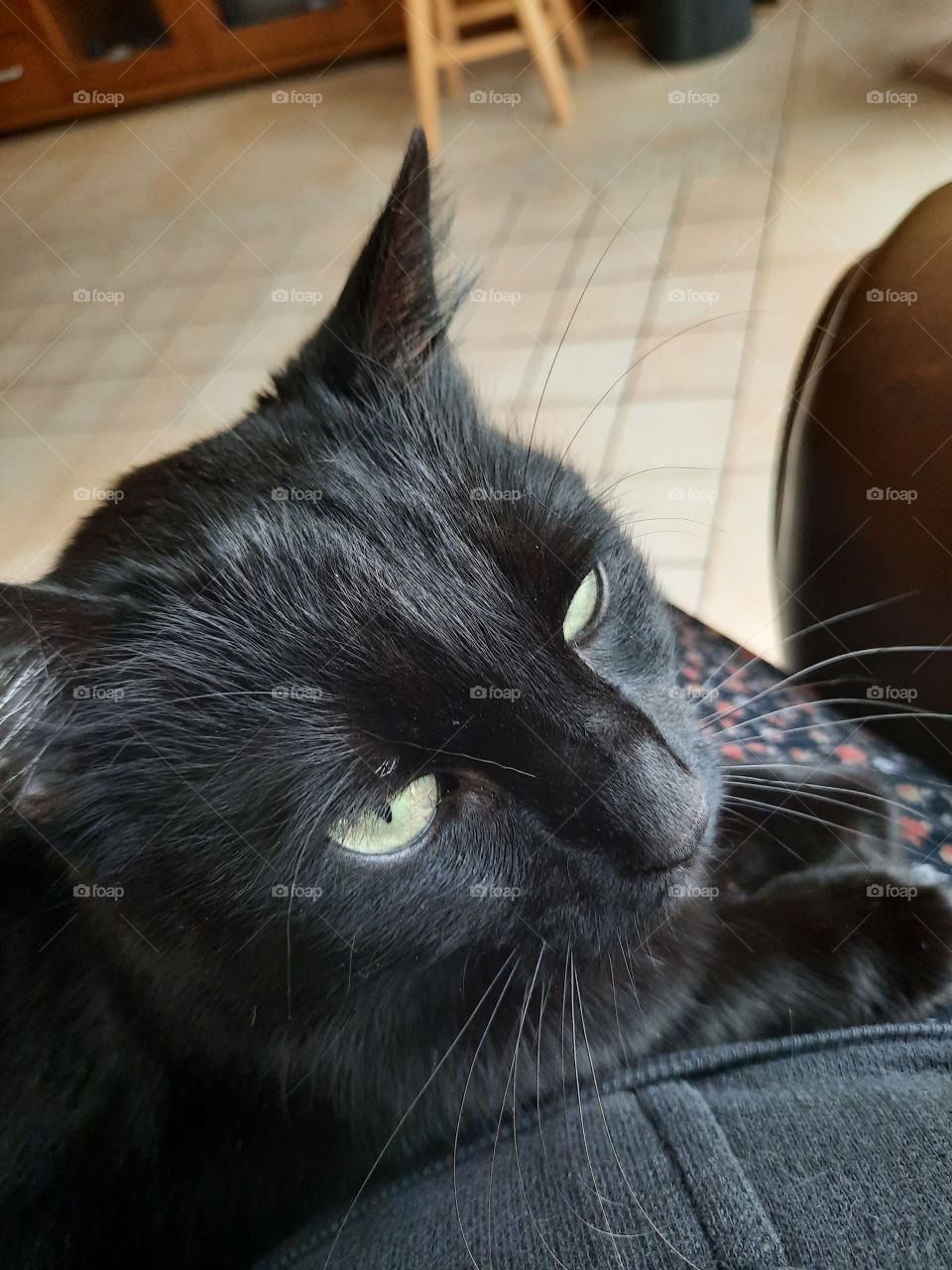 furry friend - black cat on the lap