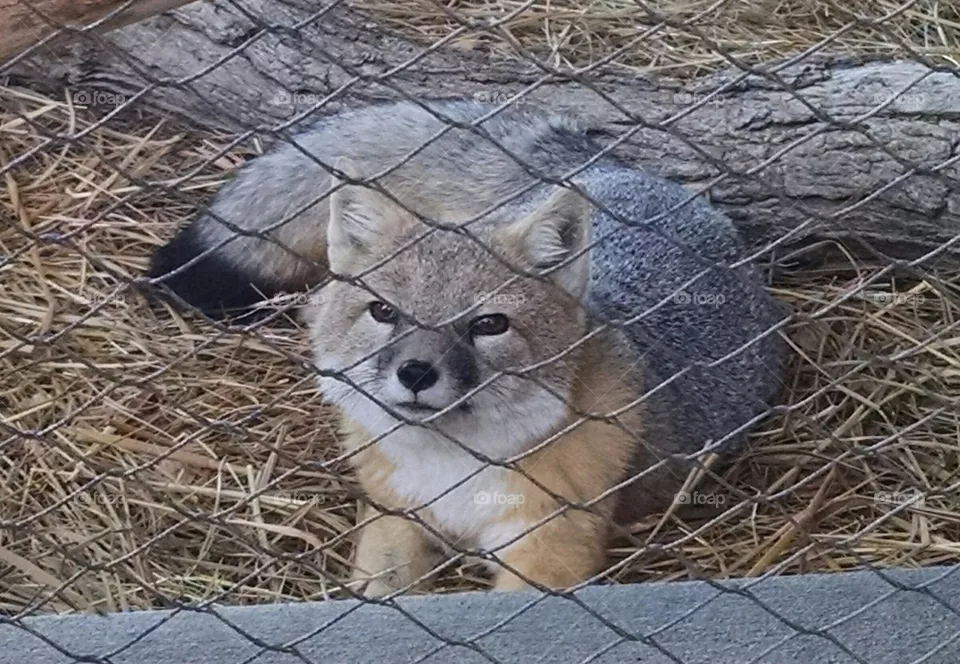 fox