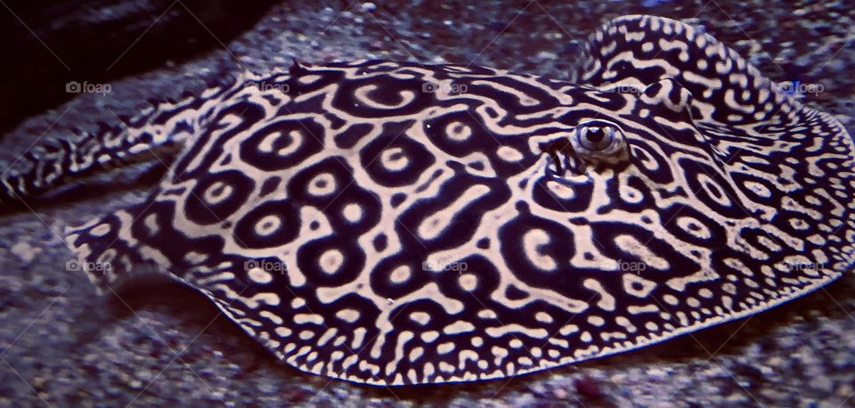 Freshwater stingray—taken in Merrillville, Indiana 