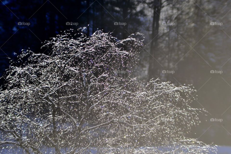 Tree in the Sun 