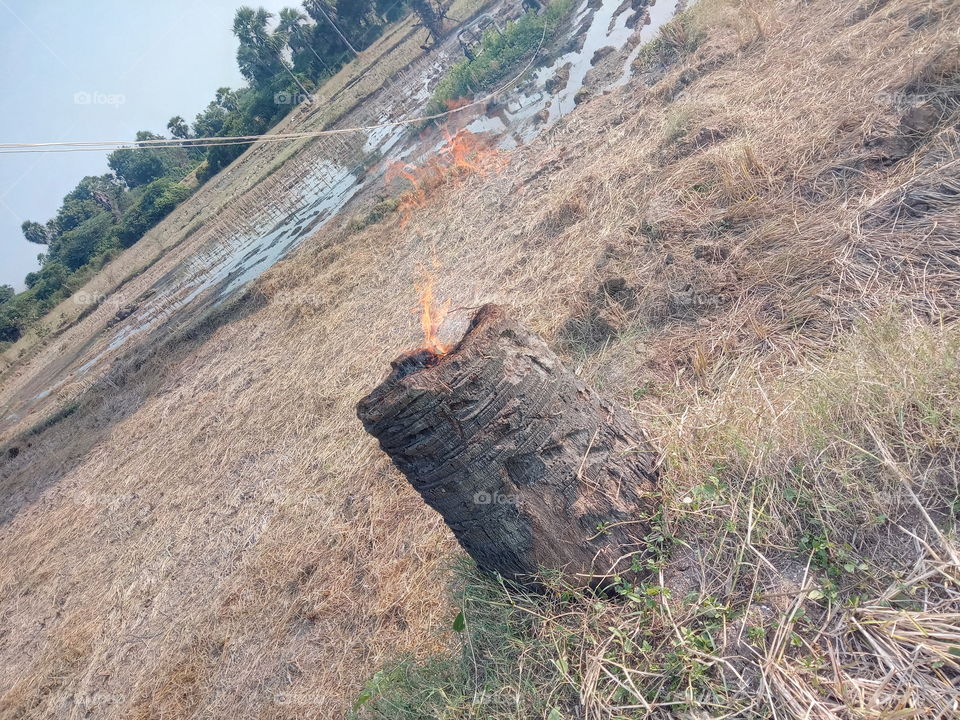 tree  fire 🔥🔥🔥🔥🔥🔥🔥🔥🔥🔥🔥🔥