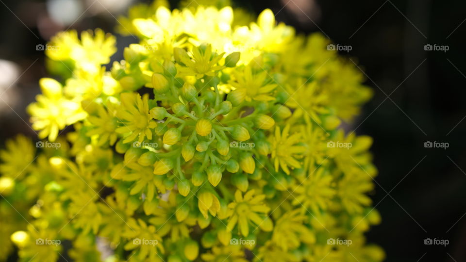 Succulent flower