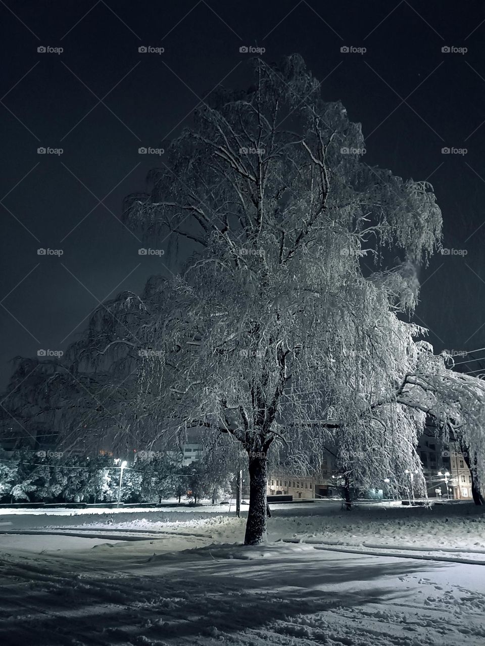 A tree in frost