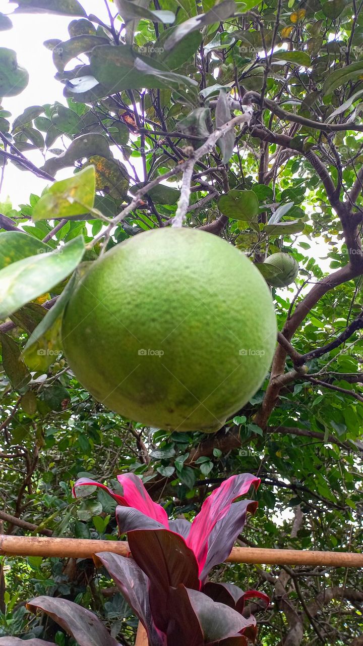 The big orange is called this orange tree because of its large fruit