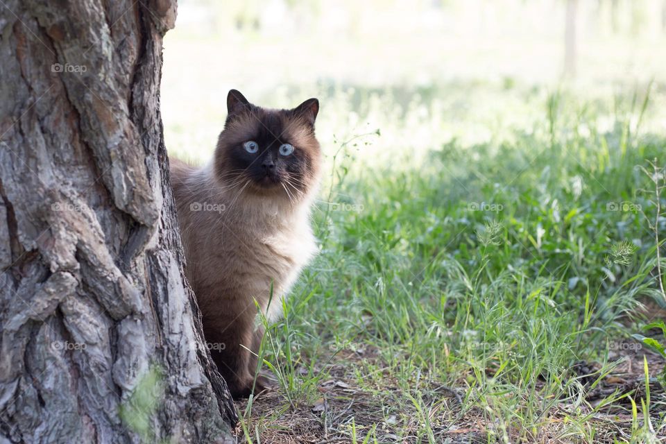 Siamese cat peep out of the tree