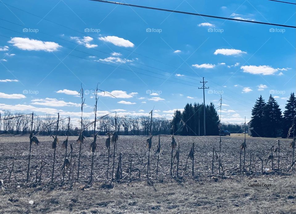 Stalks standing majestically in the edge of the road