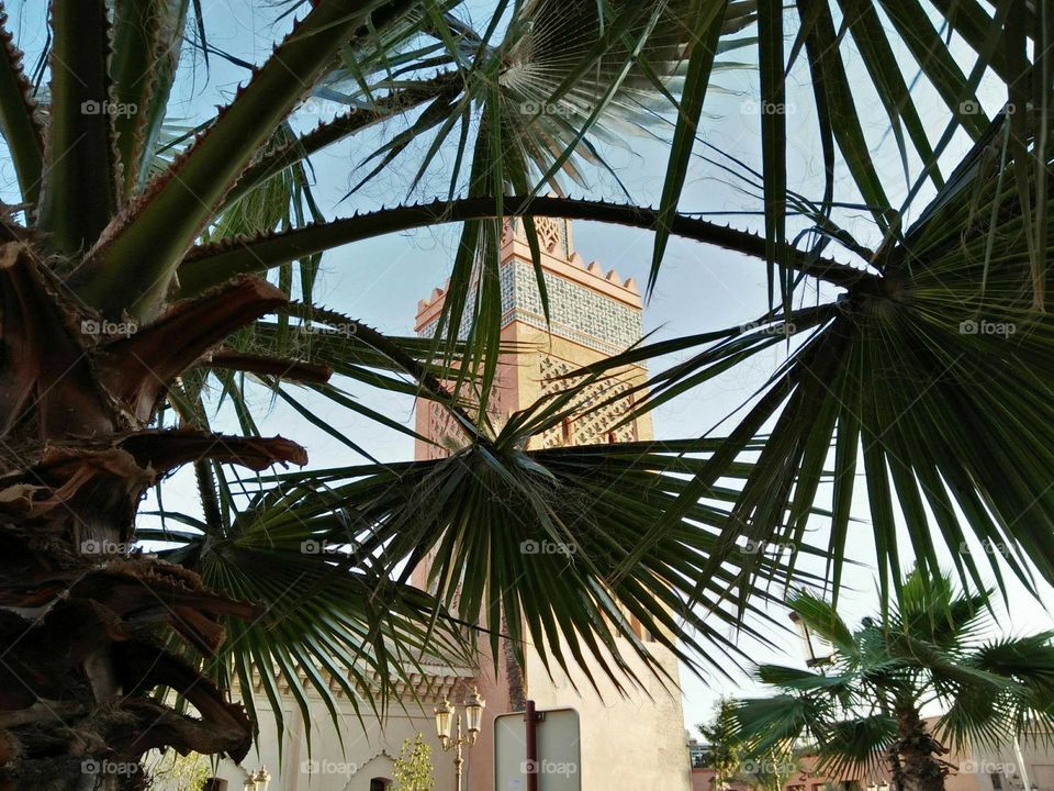 Magic minaret mosque and view from palm trees.