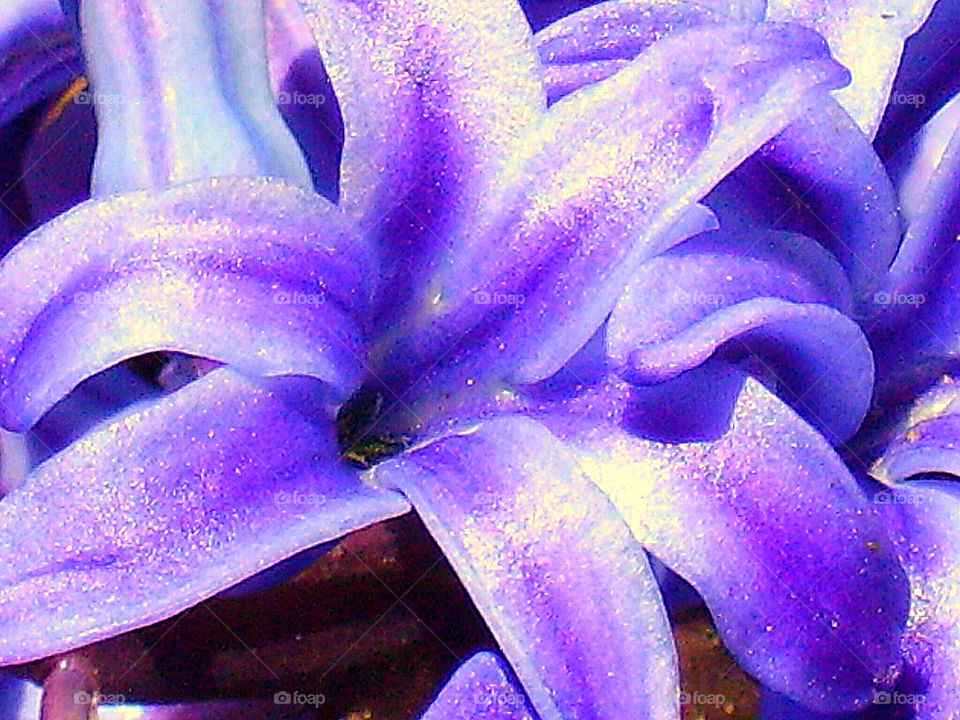 spring flower purple hyacinth by silkenjade