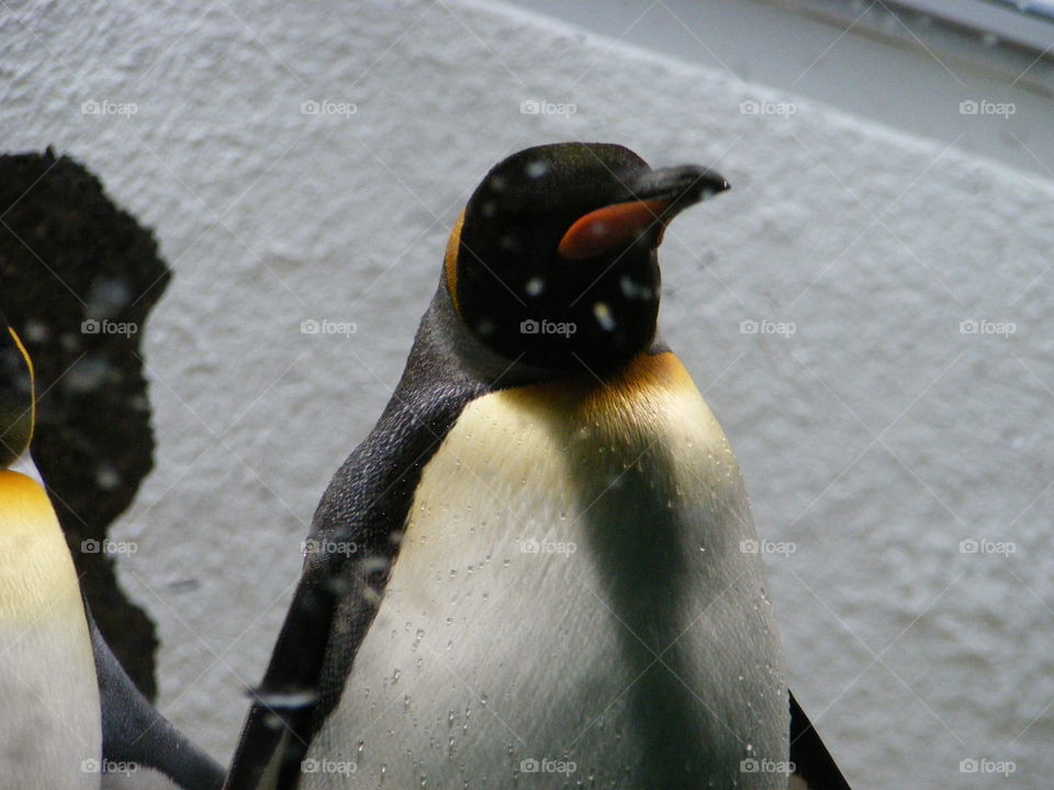 pinguin