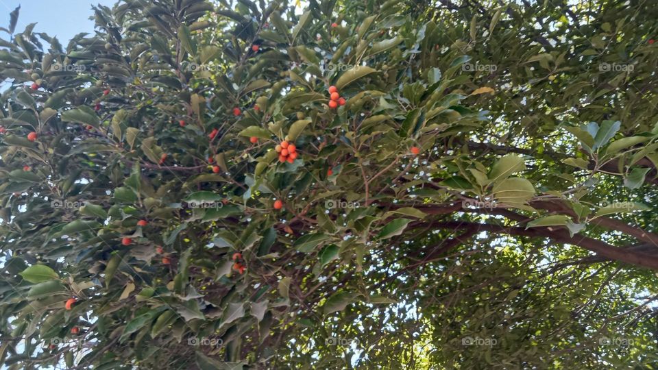 What a beautiful cute red colour fruits 😍❤️ on green 💚🍏 colour tree. 🌴🌲 seeing this awesome nature picture felt happy 😍❤️