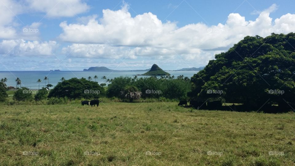 island pastures