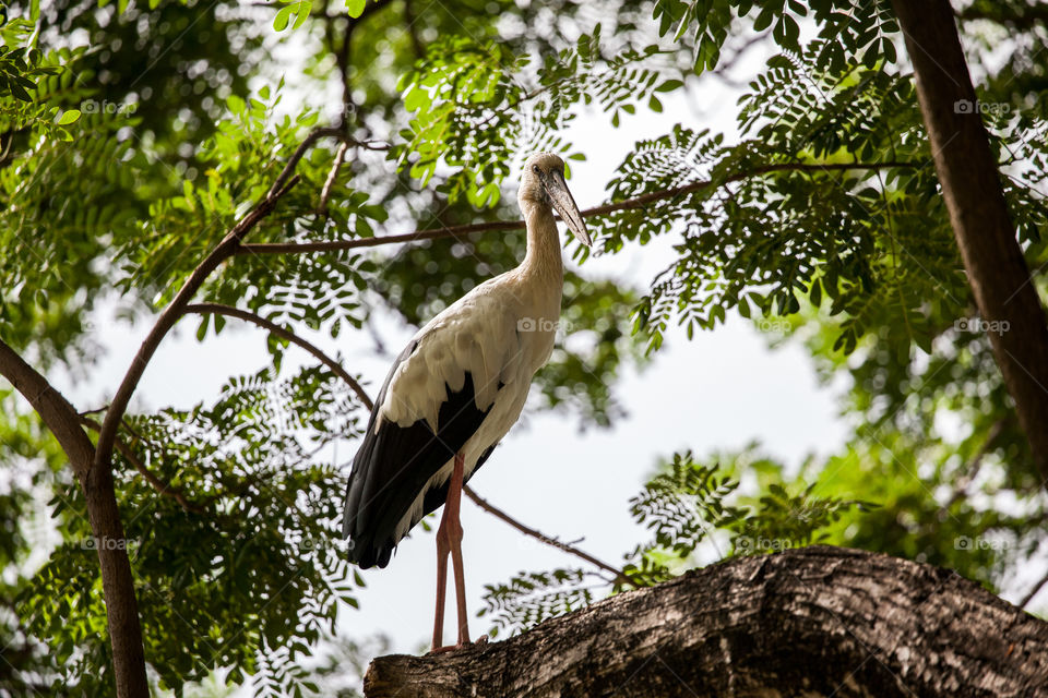 I spotted this bird in Thailand