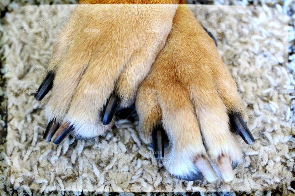 Doggie paws