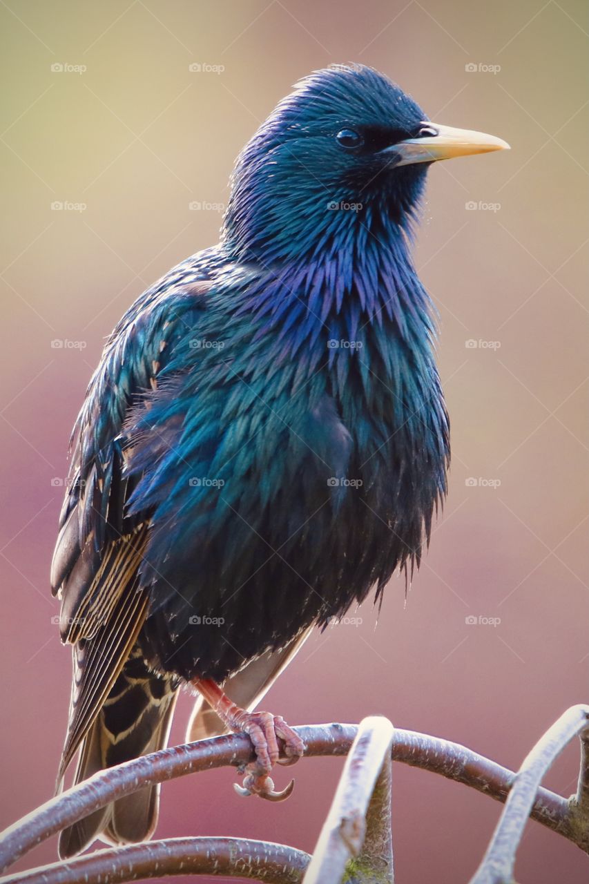Starling 