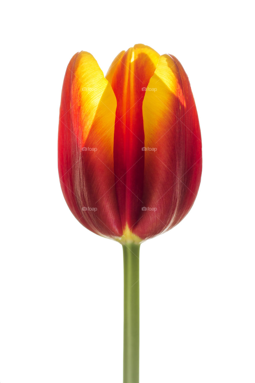 Tulip flower head, close up