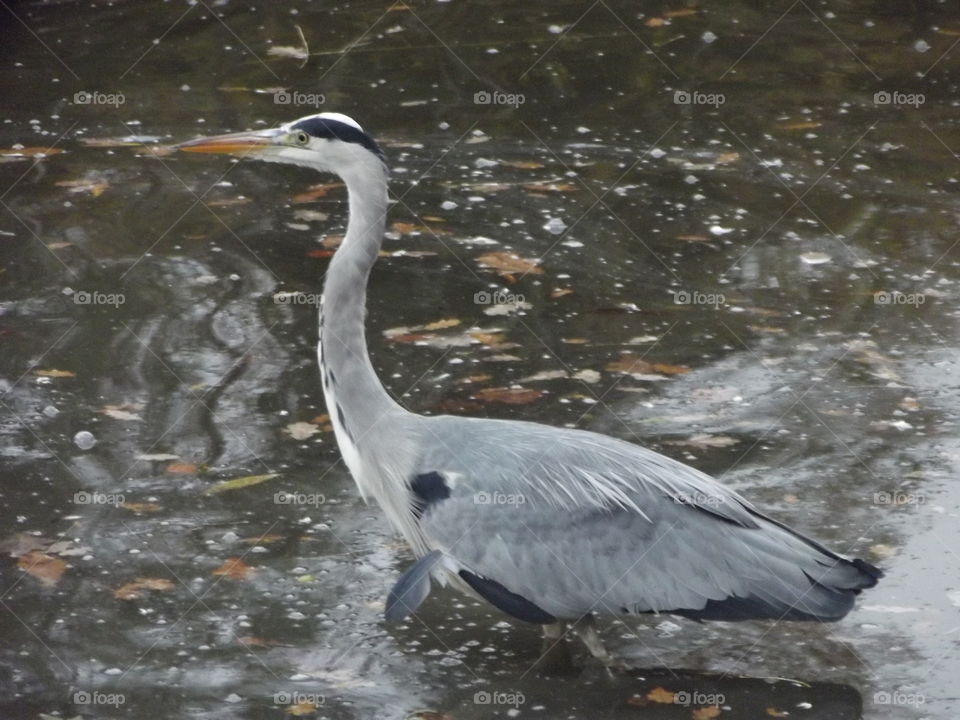 Grey Heron Hunting