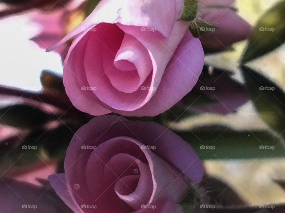 a pink geranium bud with reflection