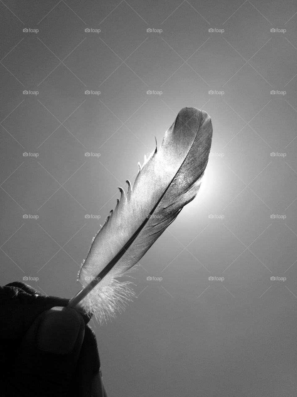 Shadow Feather