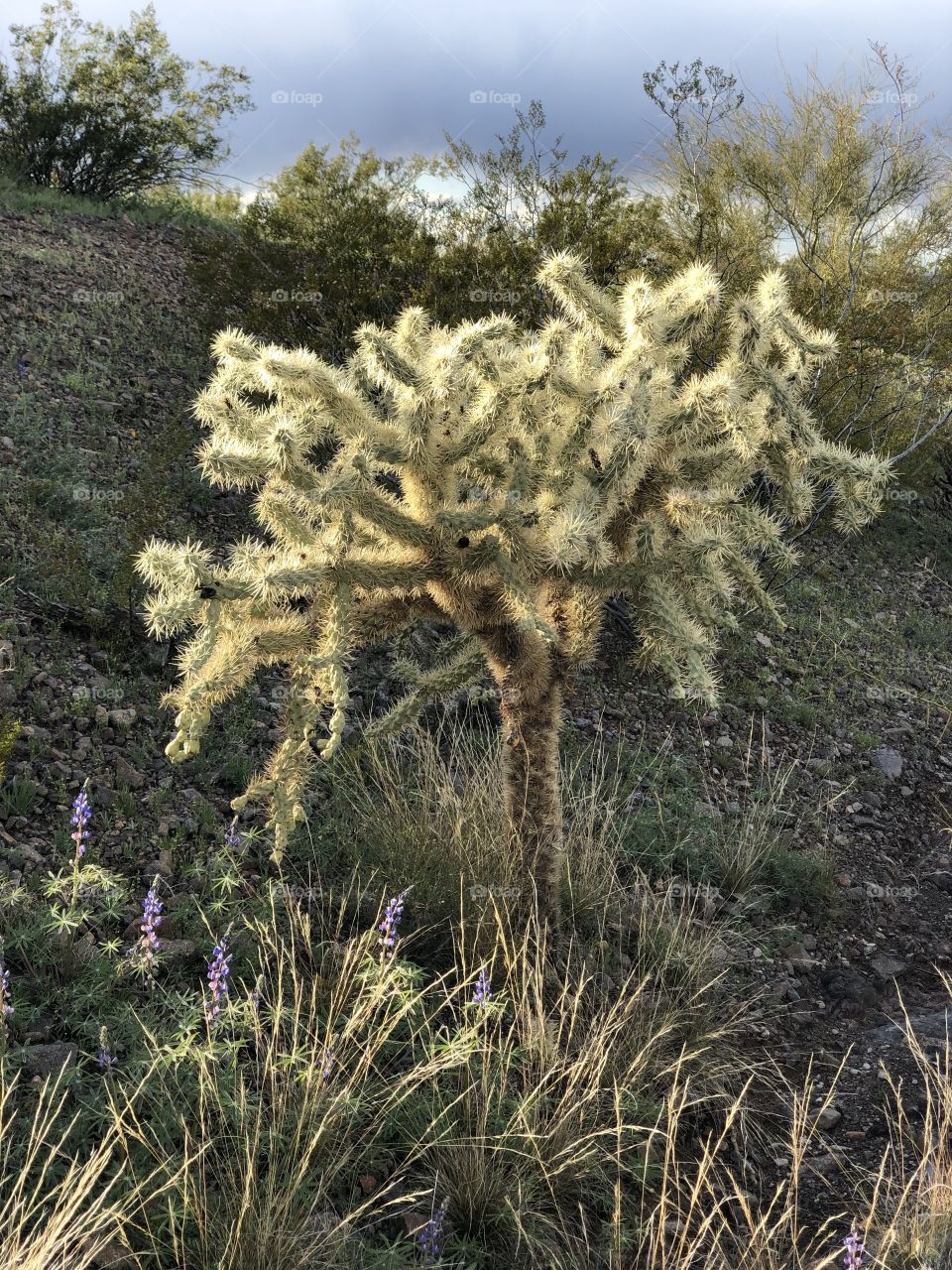 Cholla in the Afternoon