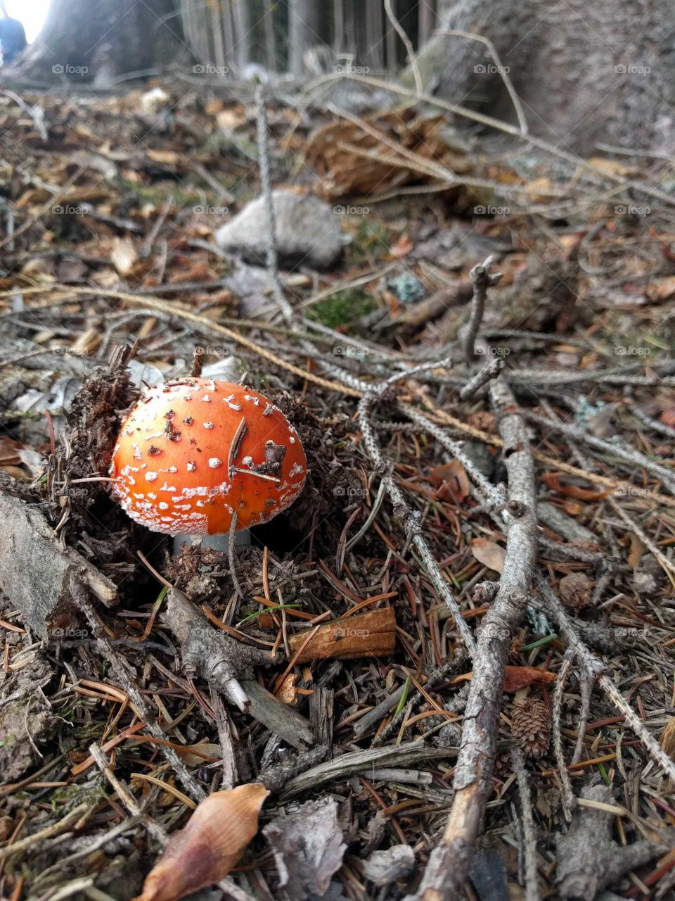 Fly agaric in the Czech republic