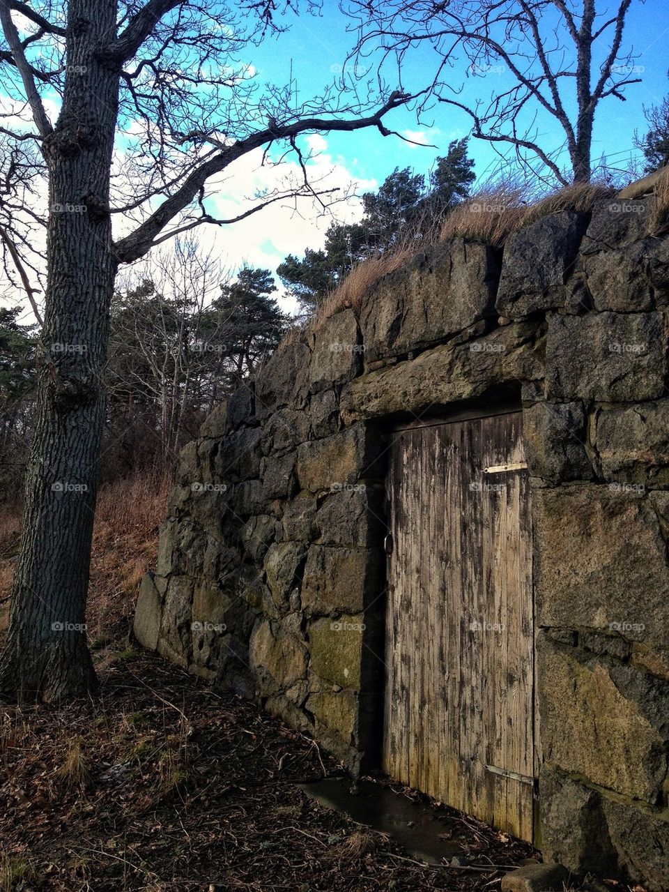 Tree against old storehouse