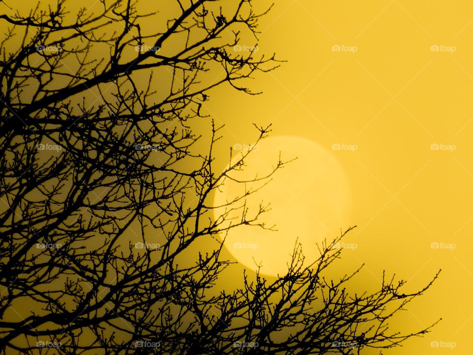 Oak tree in winter with full moon
