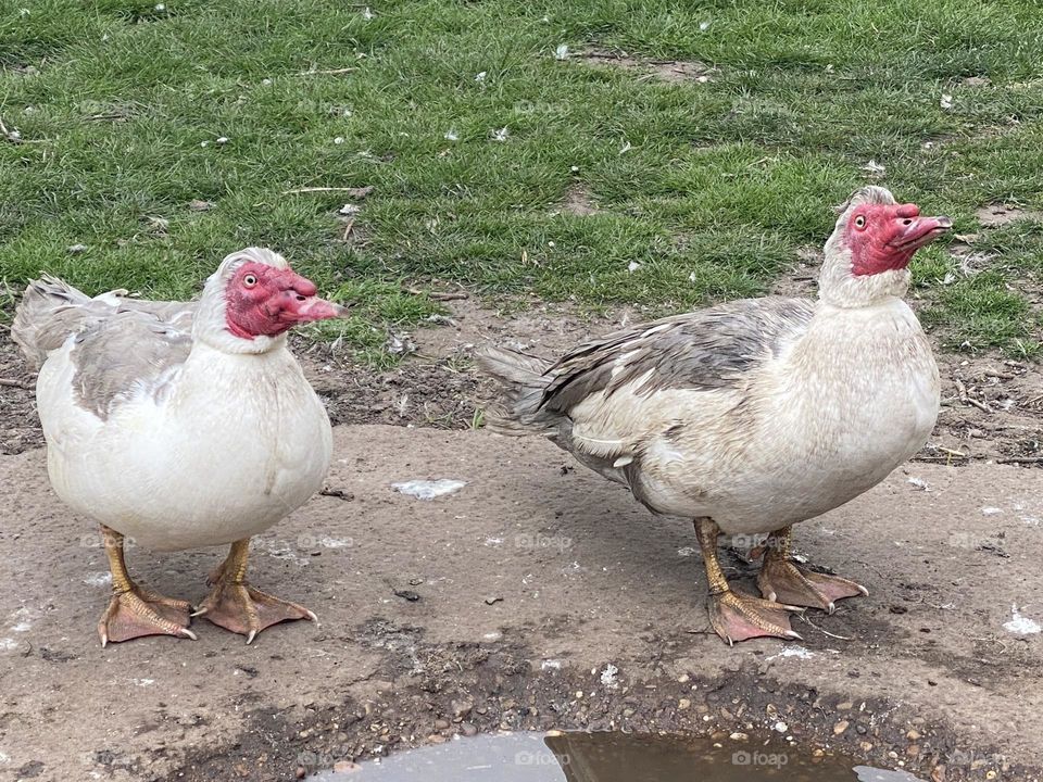 A pair of ducks at a pond