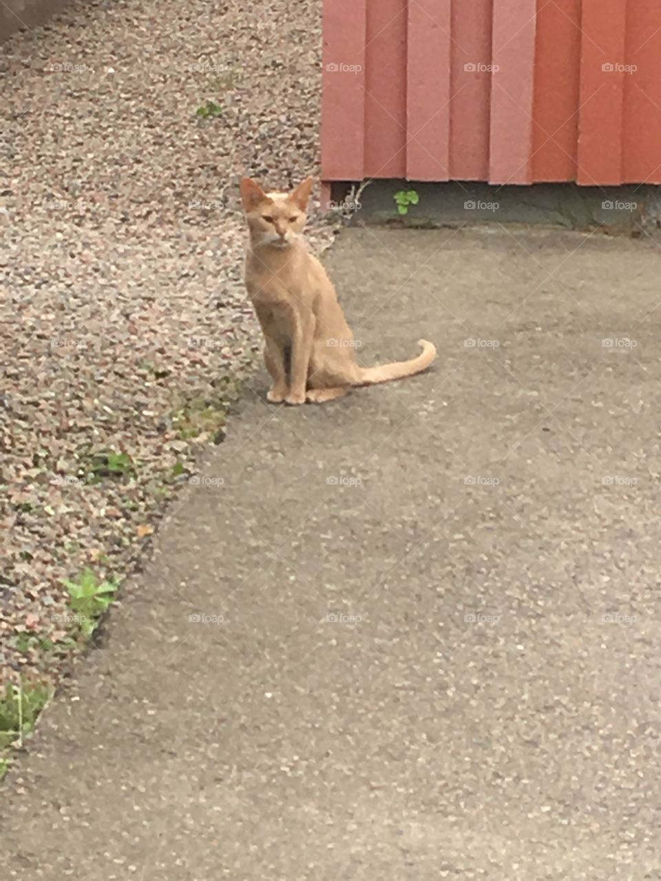 A lonely cat