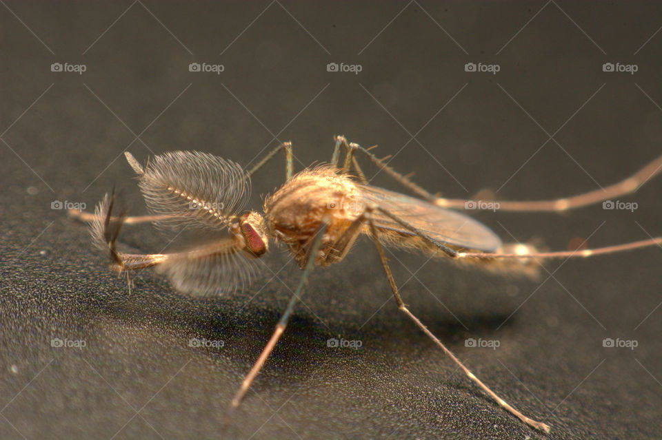 Mosquitoe. The male mosquito's antennae beauty