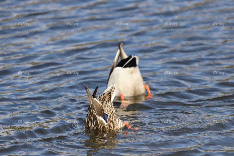 Duck diving 