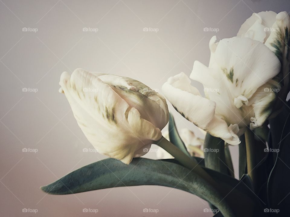 White tulips with green markings