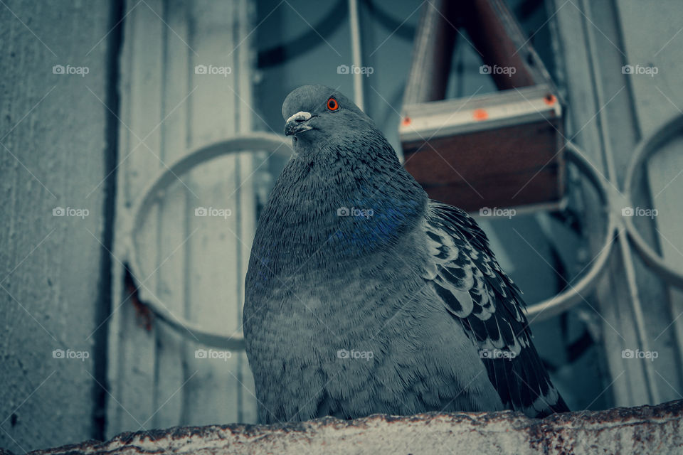 Fat pigeon