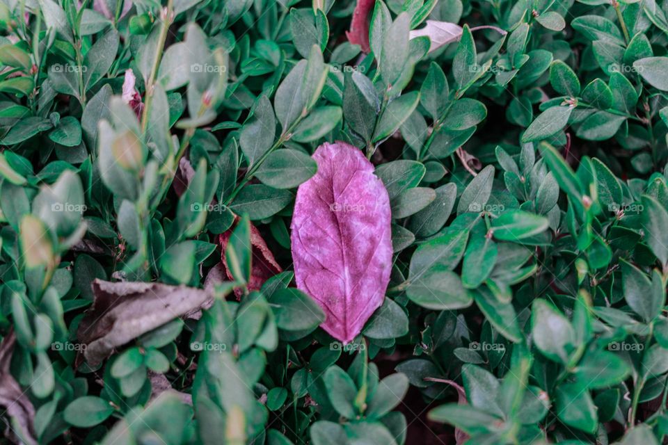 red leaf in a bush
