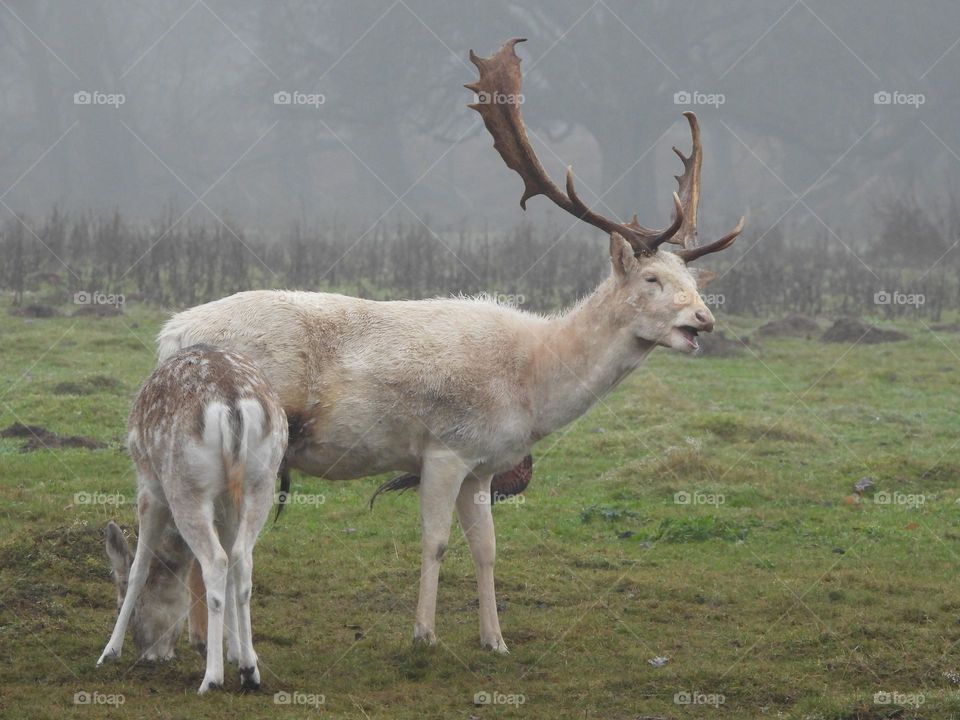 Deer in a local park 