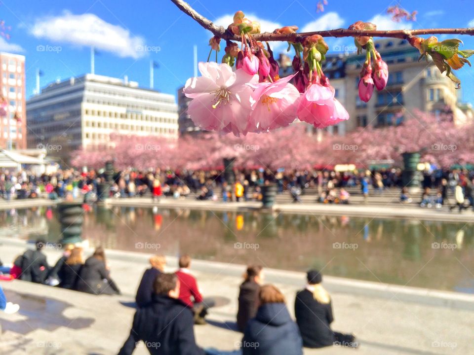 Blooming flowers in springtime