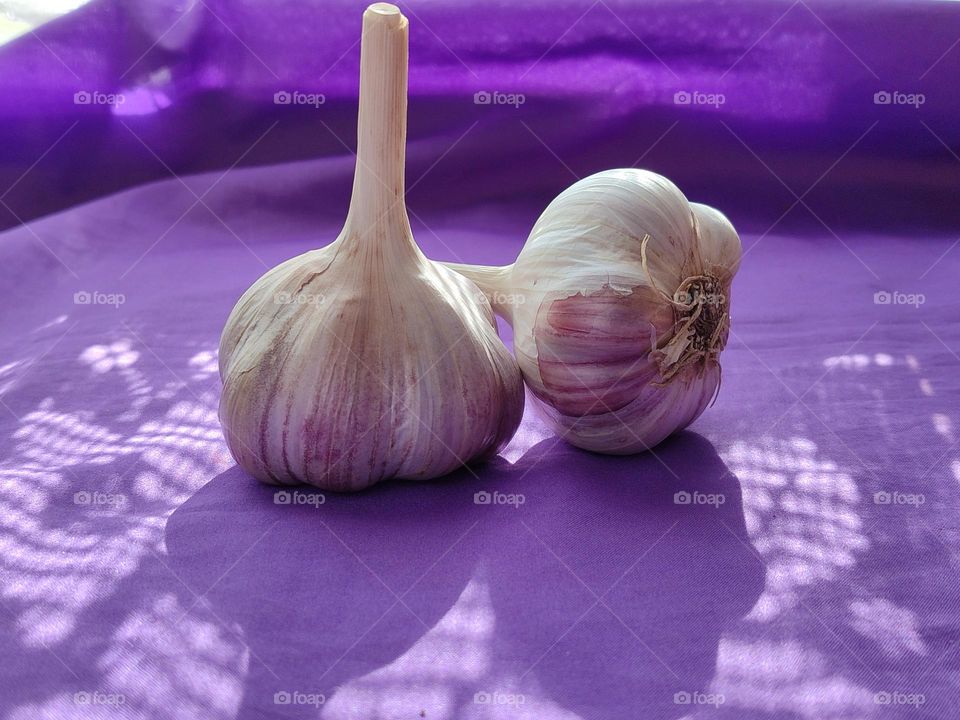 Garlic on purple background
