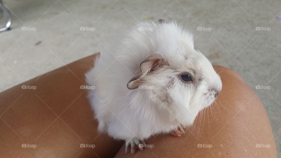 baby guinea pig
