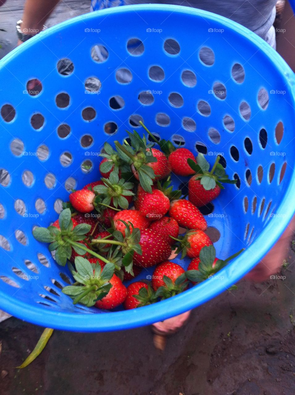 pick strawberry
