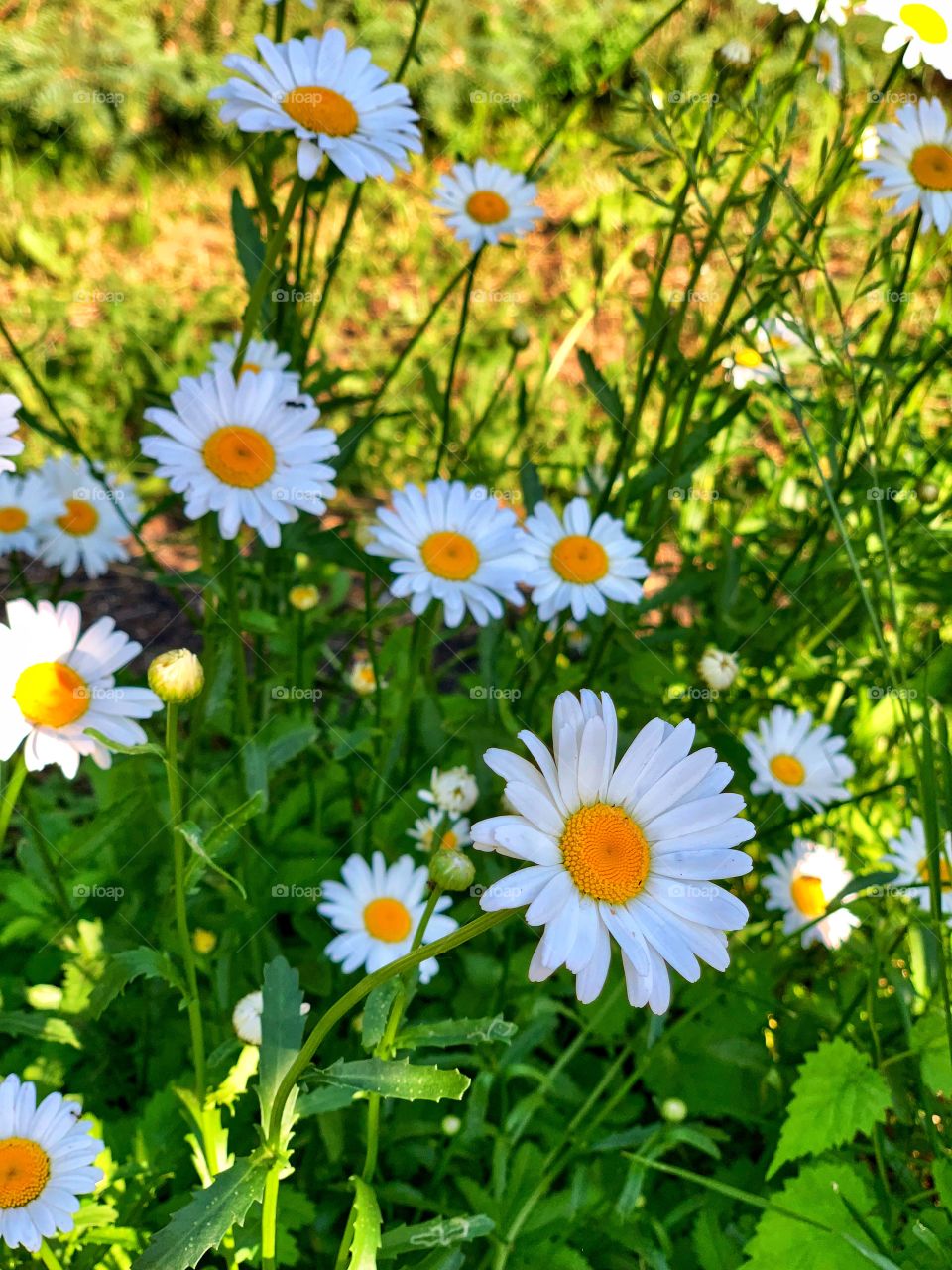 daisies in the meadow