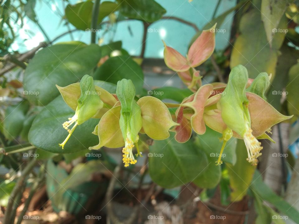 orchid flower look like bird