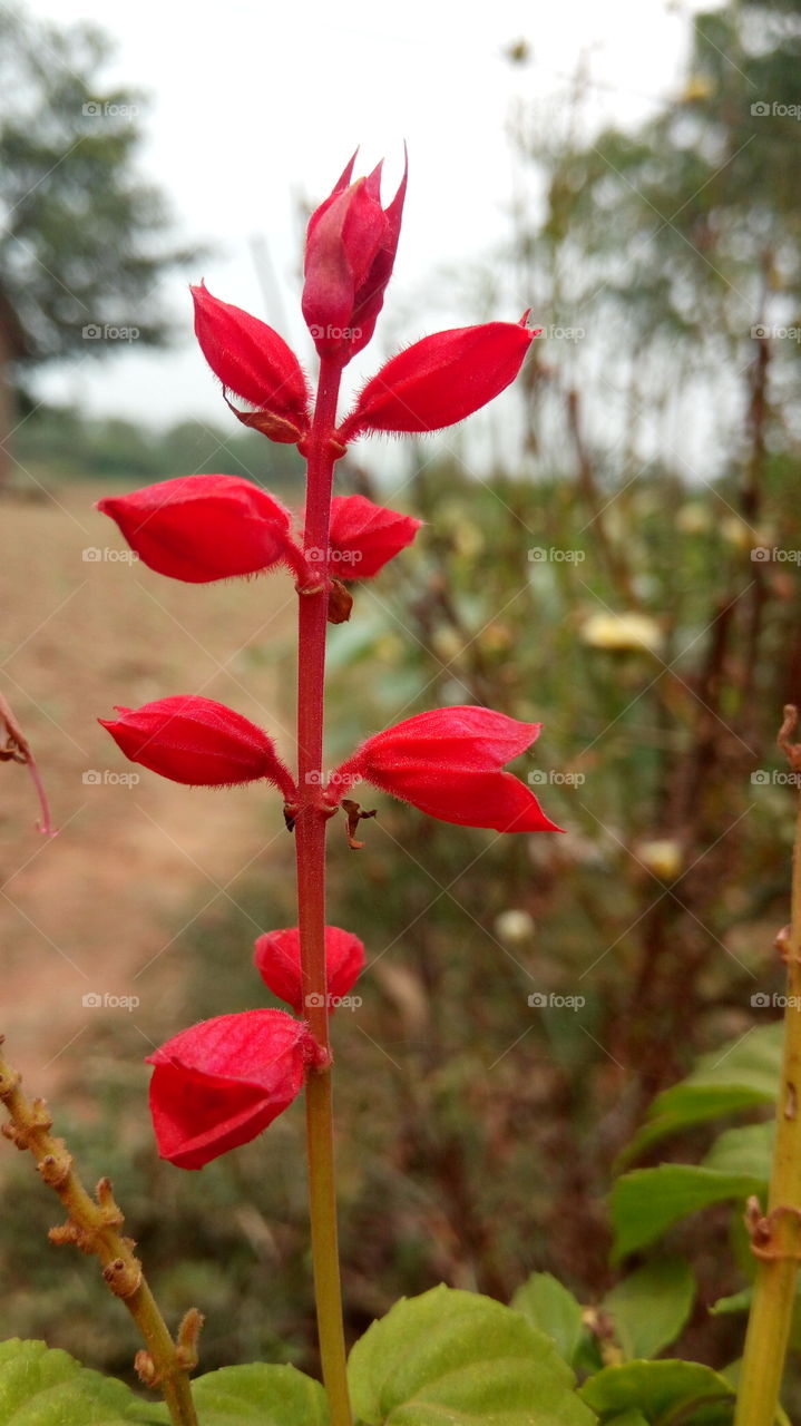 Beautiful red flower ornamental