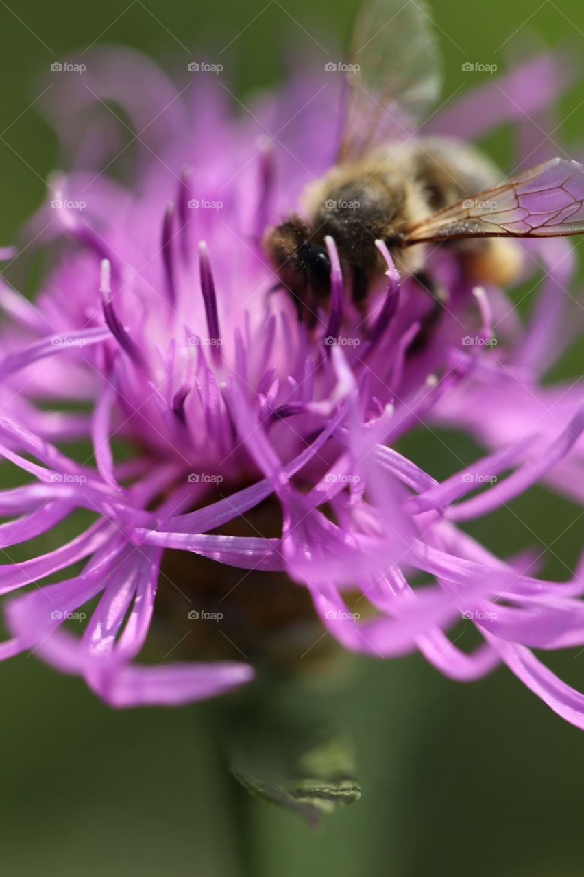 bee and flower